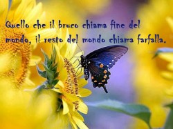 farfalla su girasole